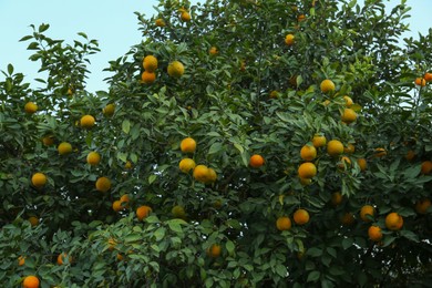 Photo of Fresh ripe oranges growing on tree outdoors