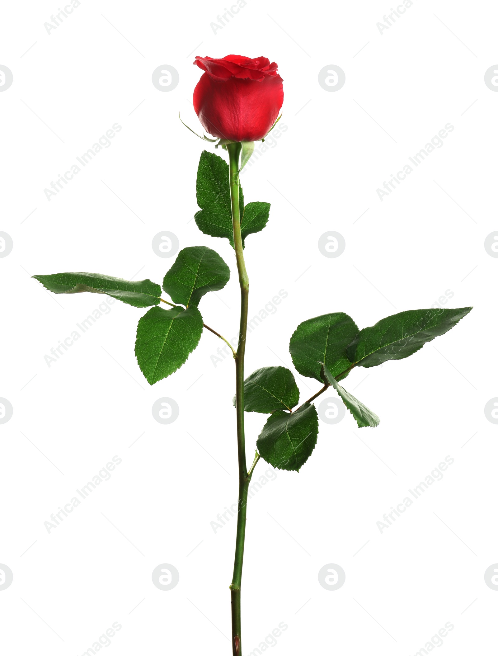 Photo of Beautiful blooming red rose on white background