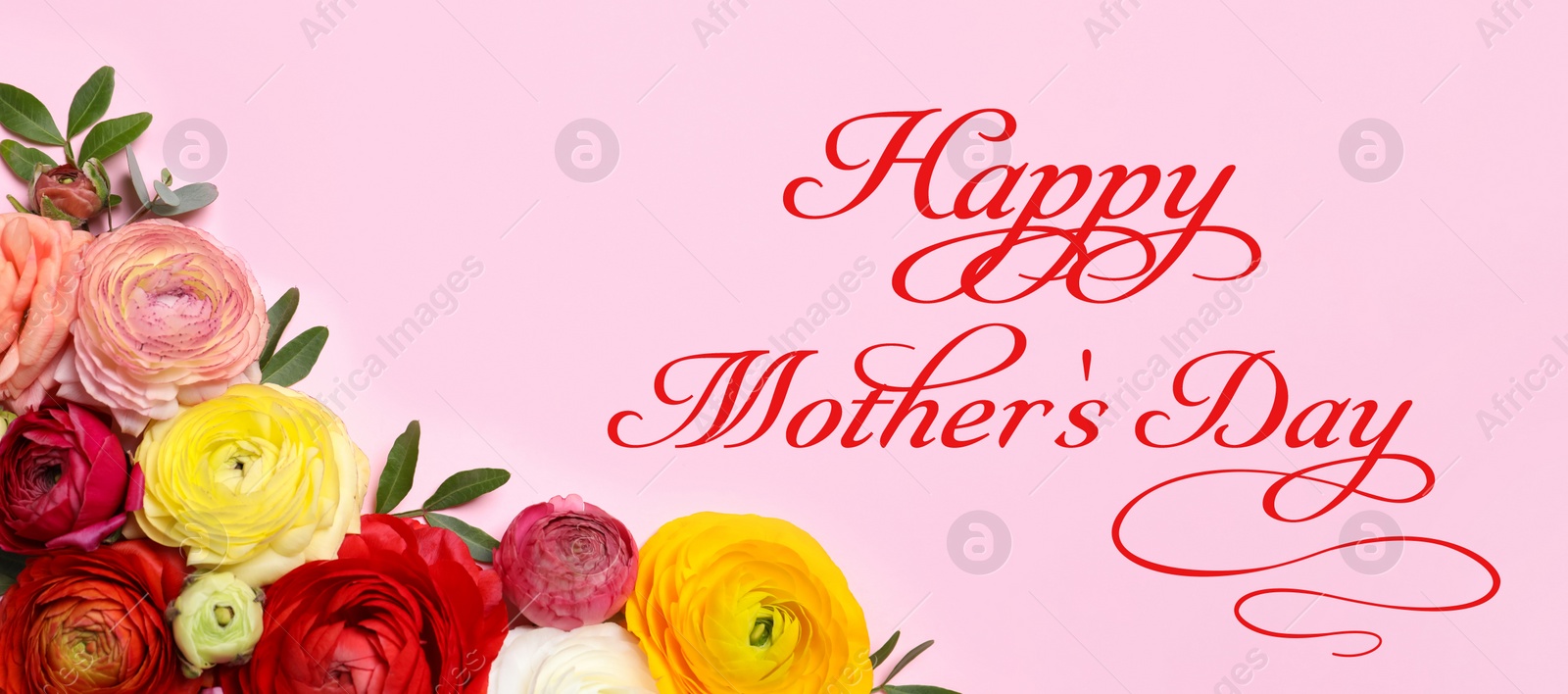 Image of Happy Mother's Day. Beautiful ranunculus flowers on pink background, flat lay 