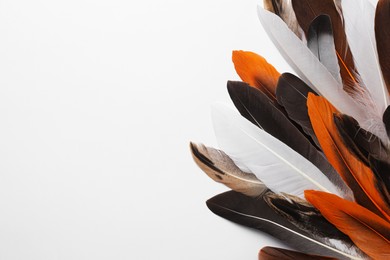 Photo of Many different bird feathers on white background, flat lay. Space for text