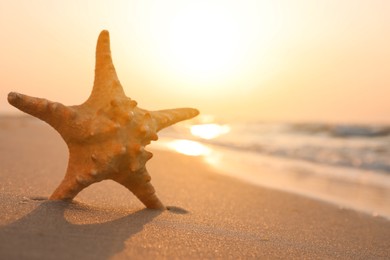 Beautiful sea star in sunlit sand at sunset, space for text