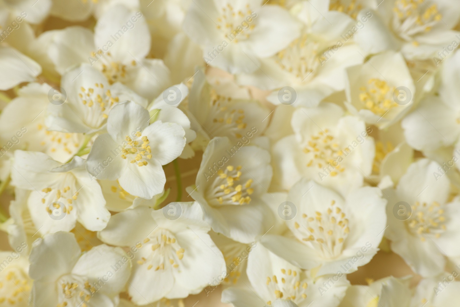 Photo of Many aromatic jasmine flowers as background, above view