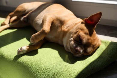 Photo of Cute small chihuahua dog sleeping on soft blanket