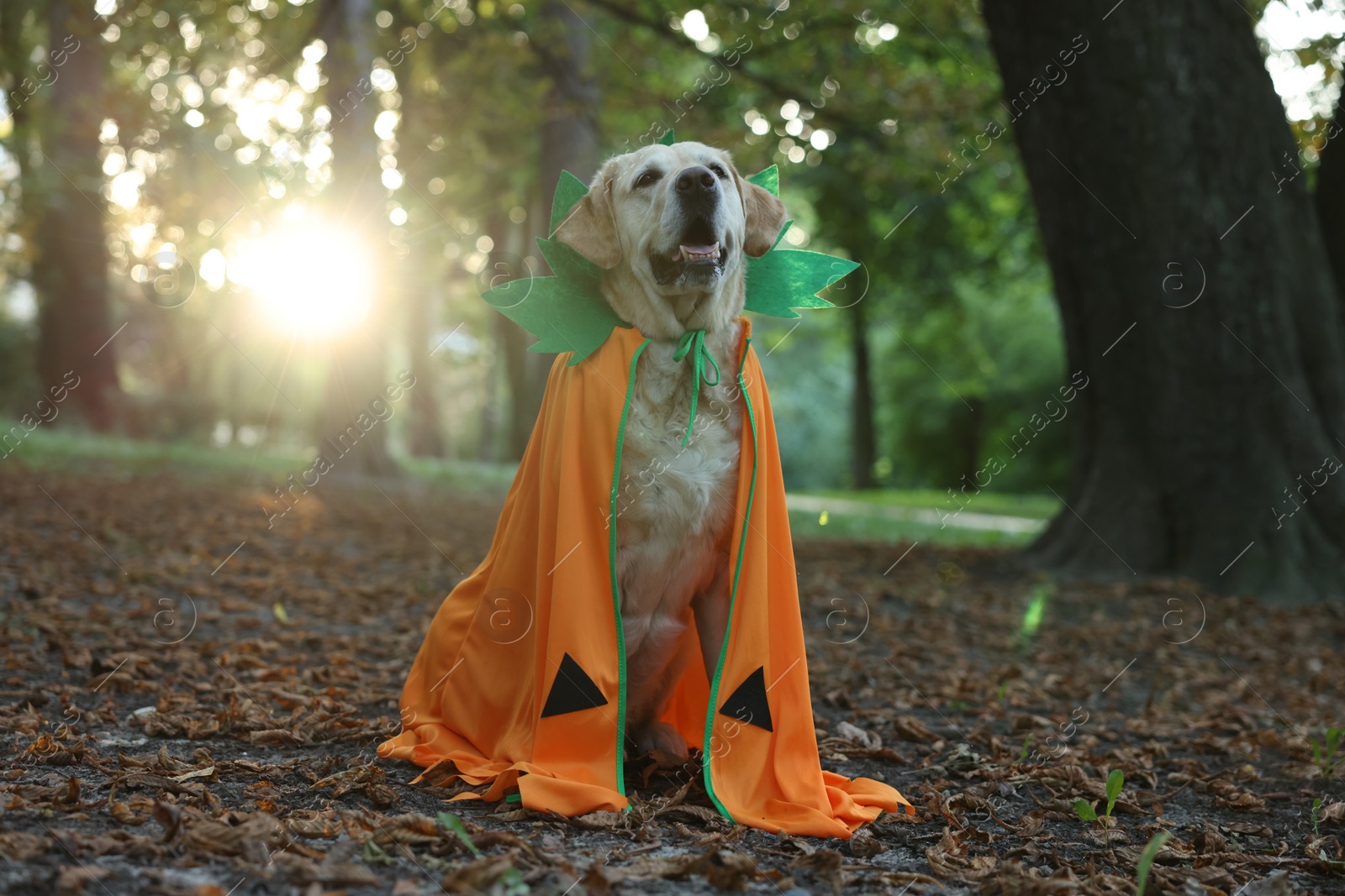 Photo of Cute Labrador Retriever dog wearing Halloween costume sitting in autumn park