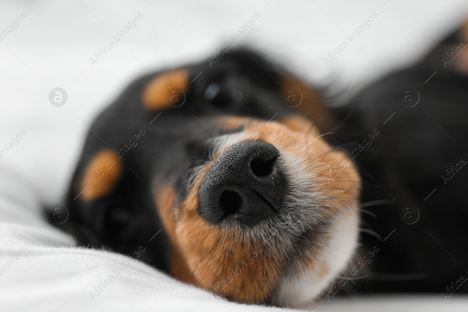 Photo of Cute dog relaxing on white fabric at home, closeup. Friendly pet