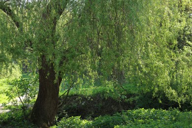 Beautiful willow tree with green leaves growing outdoors on sunny day
