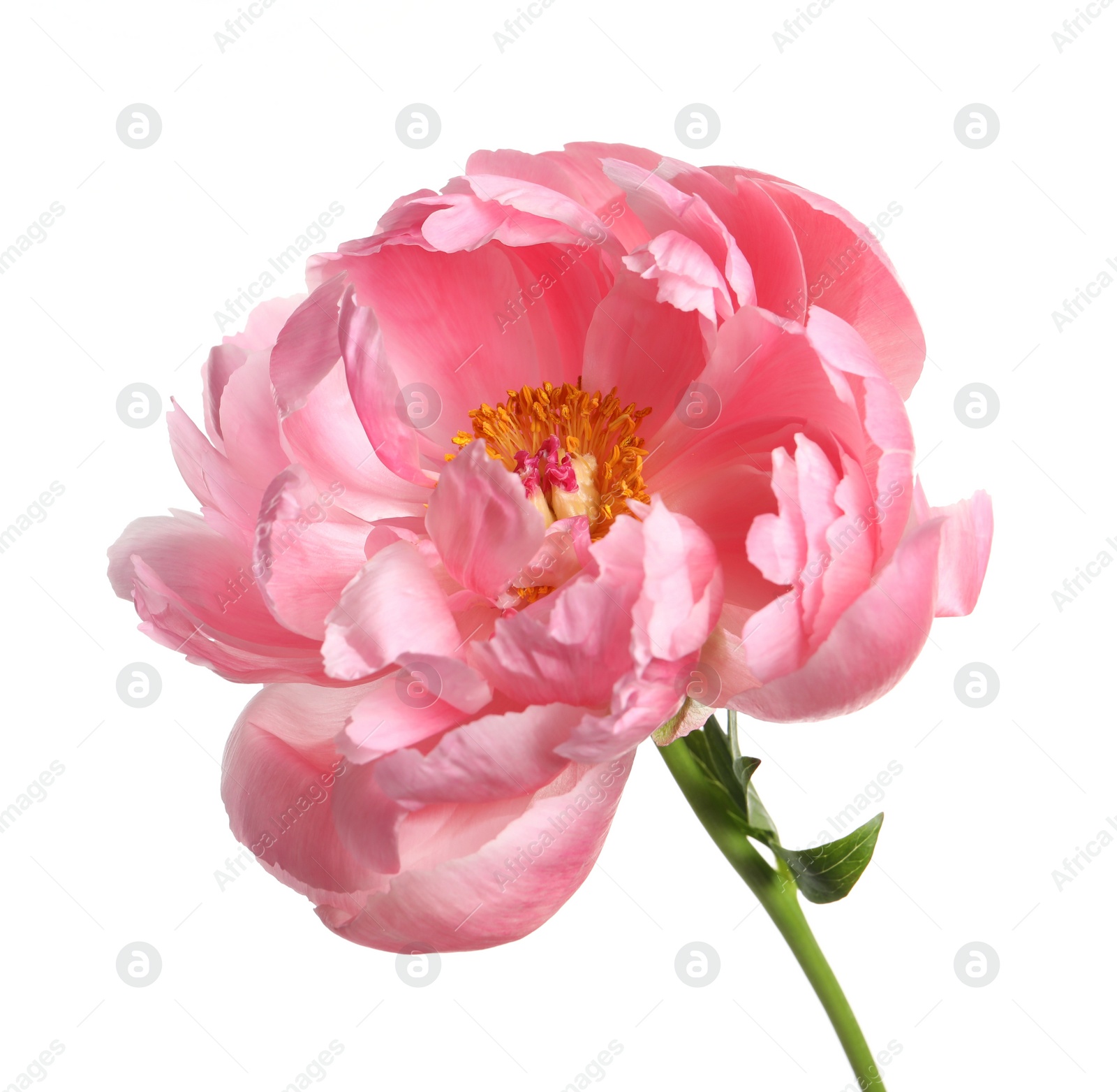 Photo of Beautiful pink peony flower isolated on white