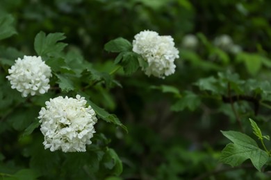 Photo of Blooming hydrangea plant with beautiful flowers growing outdoors