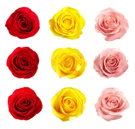 Set of different roses on white background