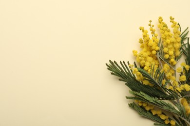 Beautiful mimosa flowers on beige background, flat lay. Space for text