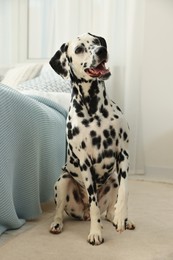 Photo of Adorable Dalmatian dog sitting on rug near bed indoors