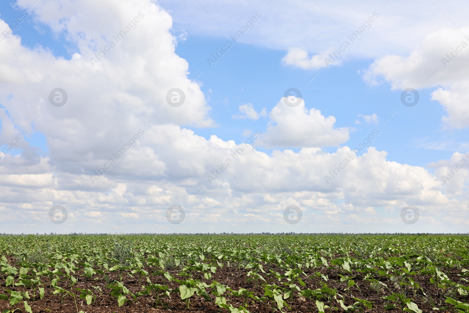 Photo of Agricultural field with sunflower seedlings on sunny day