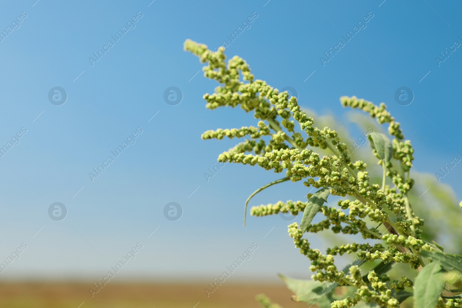 Photo of Blooming ragweed plant (Ambrosia genus) outdoors on sunny day. Seasonal allergy