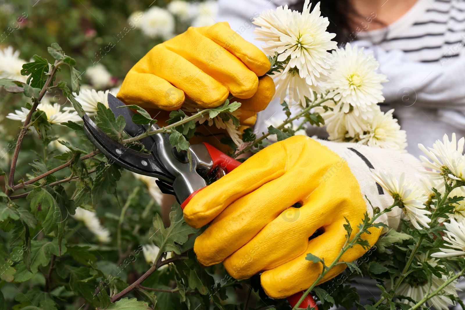 Photo of Woman wearing gloves pruning beautiful chrysanthemum flowers by secateurs in garden, closeup