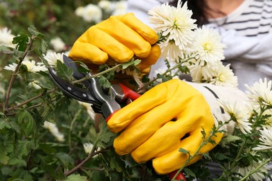 Woman wearing gloves pruning beautiful chrysanthemum flowers by secateurs in garden, closeup