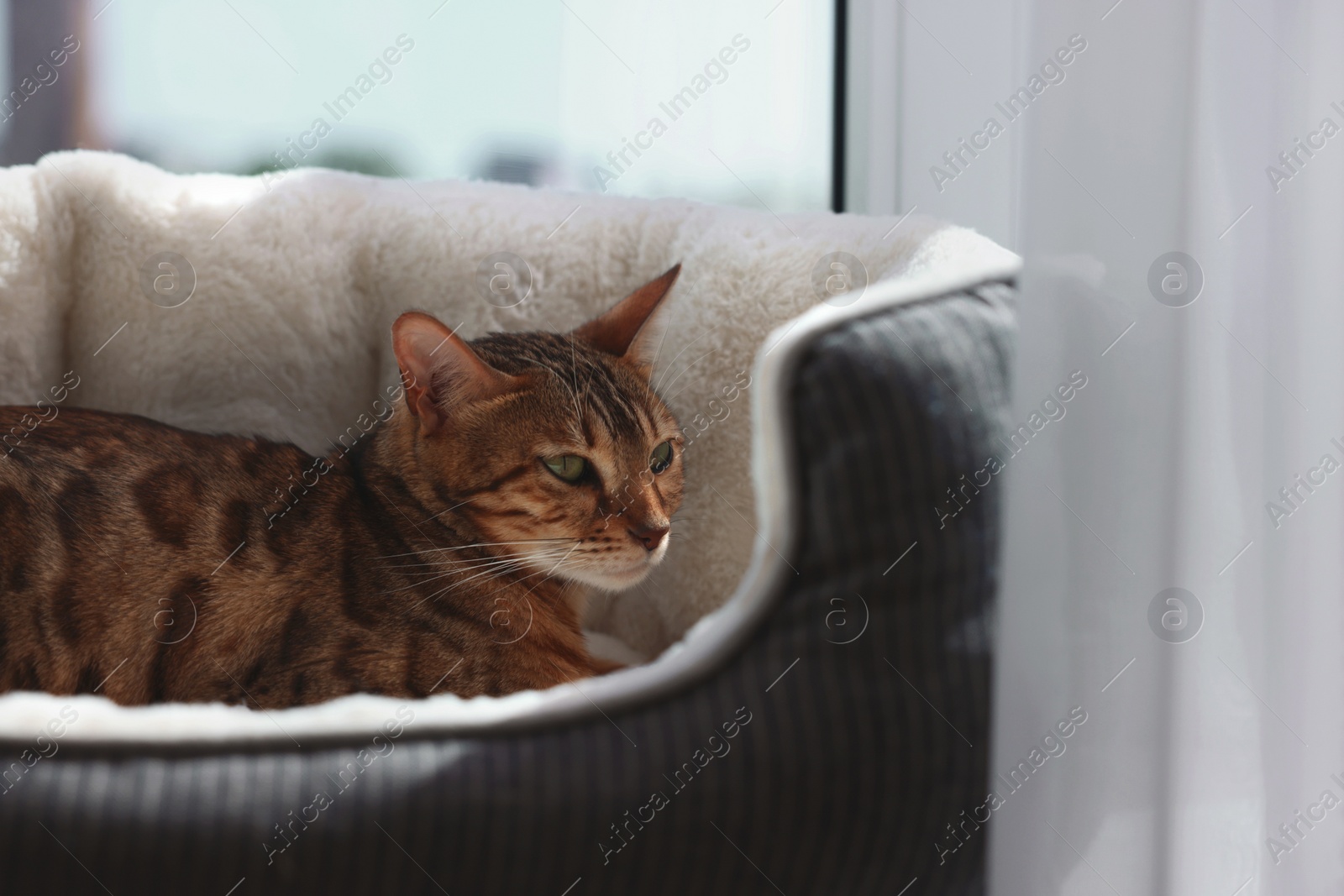 Photo of Cute Bengal cat lying on pet bed on windowsill at home