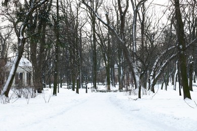 Trees and pathway covered with snow in winter park