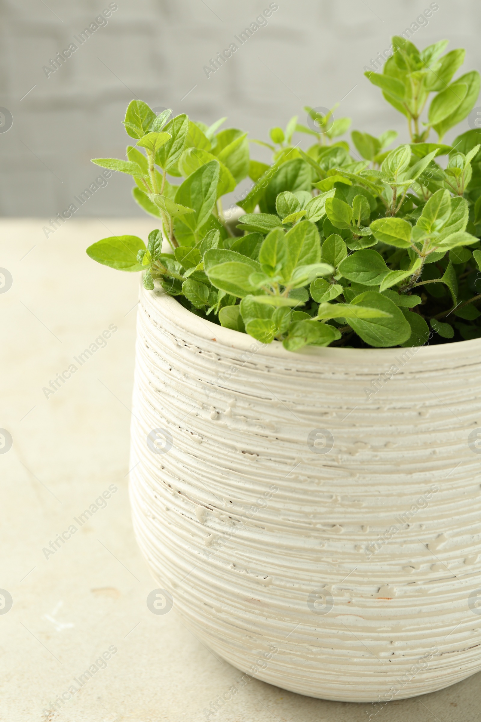 Photo of Aromatic potted oregano on light marble table