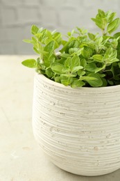 Photo of Aromatic potted oregano on light marble table