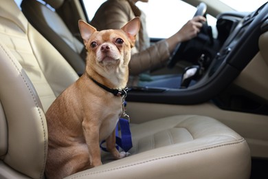 Photo of Small chihuahua dog on passenger seat near woman in modern car