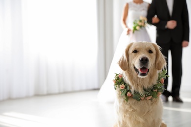 Photo of Adorable golden Retriever wearing wreath made of beautiful flowers on wedding. Space for text