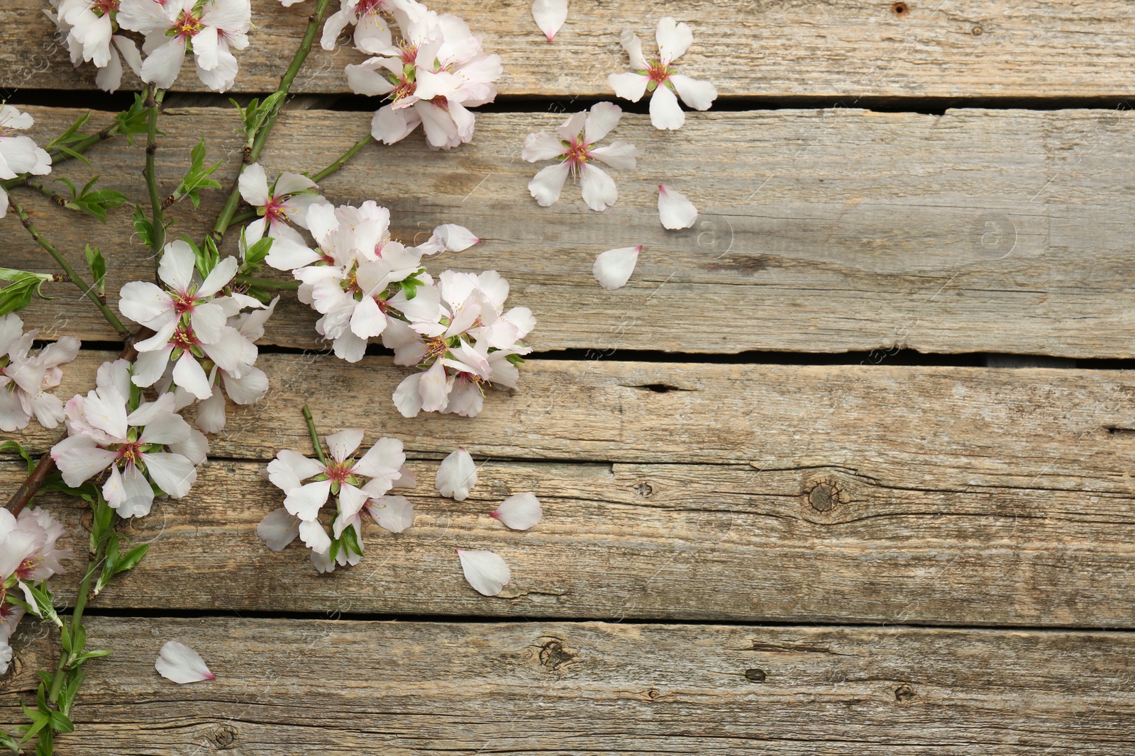 Photo of Spring season. Beautiful blossoming tree branch and flower petals on wooden table, flat lay. Space for text