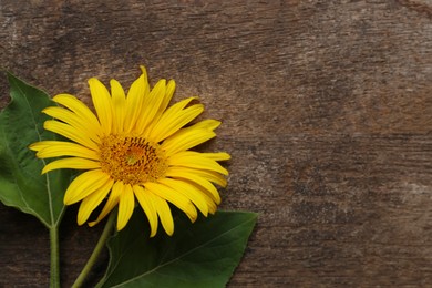 Photo of Beautiful sunflower on wooden table, top view. Space for text