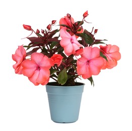 Impatiens flower in light blue pot isolated on white