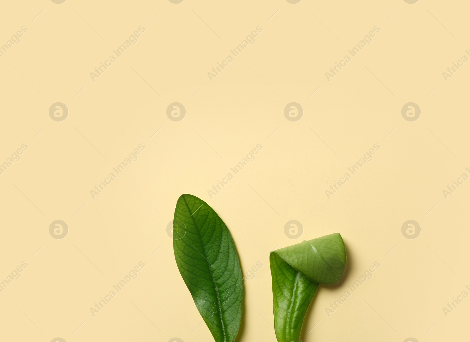 Photo of Creative flat lay composition with Easter bunny ears of green leaves on color background, space for text