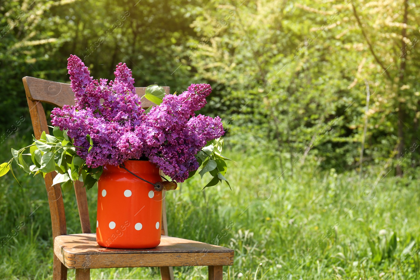 Photo of Beautiful lilac flowers in milk can outdoors. Space for text