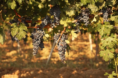 Photo of Fresh ripe juicy grapes growing on branches in vineyard