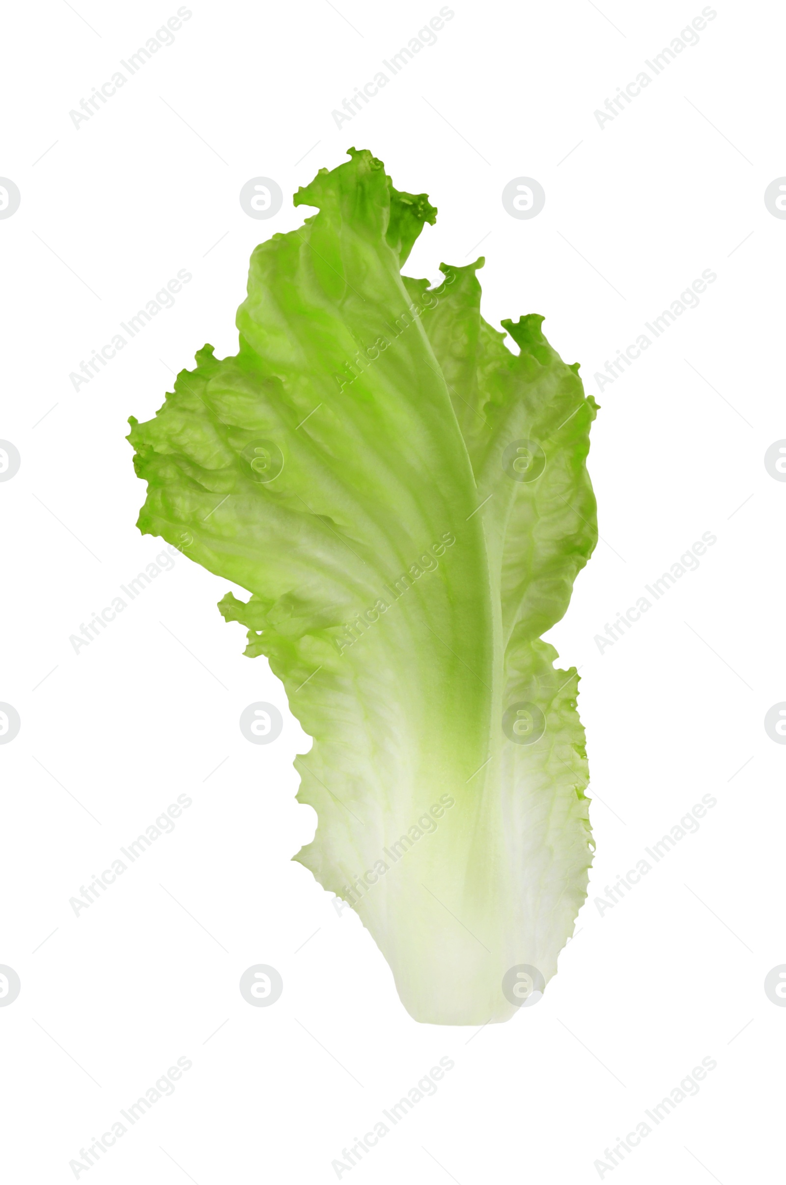 Photo of One green lettuce leaf isolated on white. Salad greens