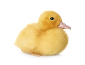 Cute fluffy gosling on white background. Farm animal