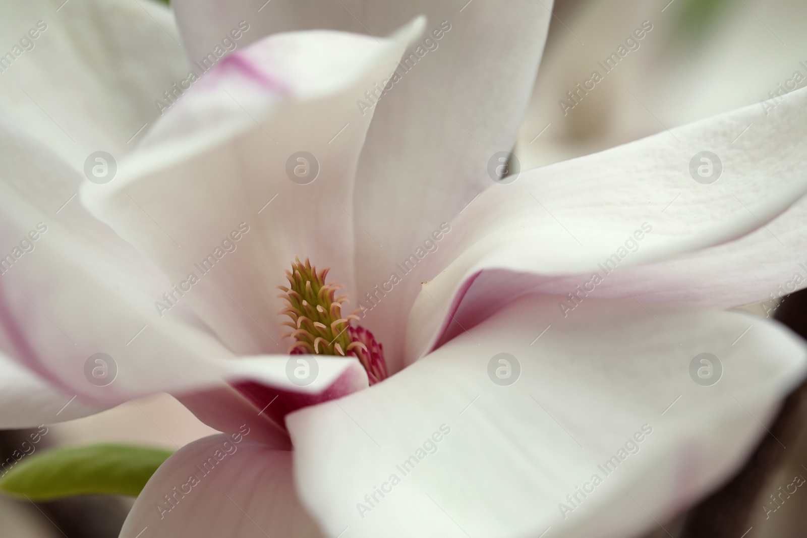 Photo of Beautiful tender white magnolia flower, closeup view