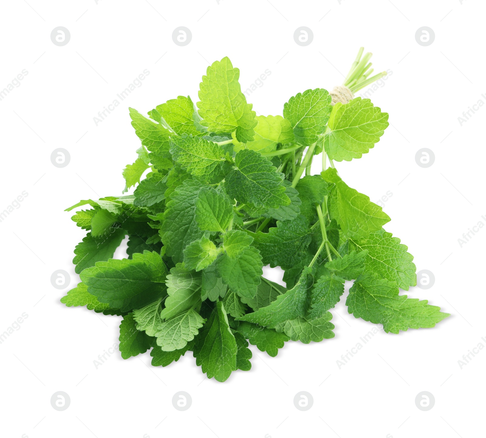 Photo of Bunch of fresh green lemon balm isolated on white