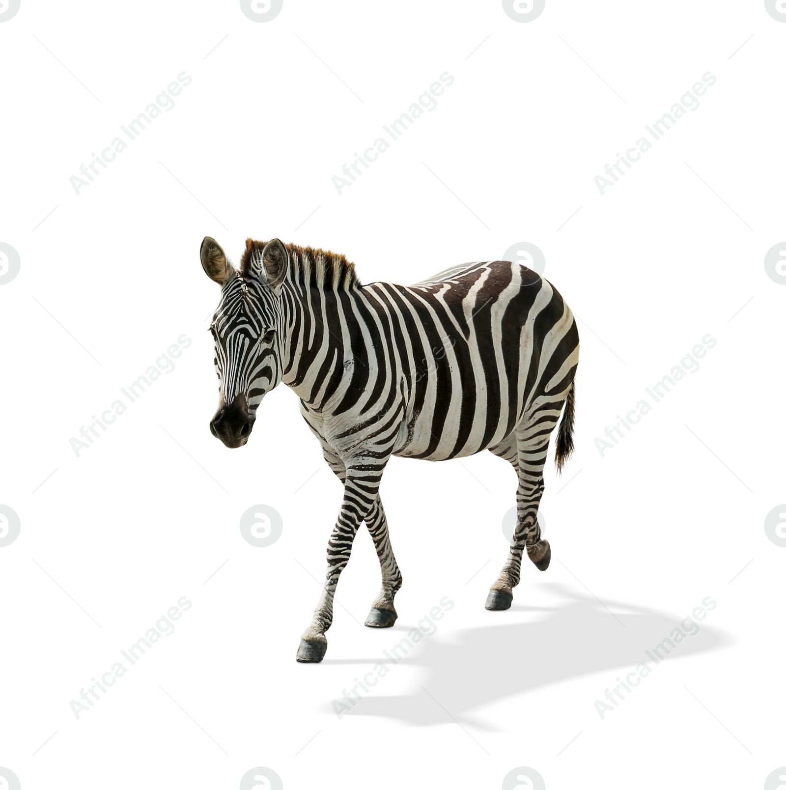 Image of Beautiful striped African on white background. Wild animal