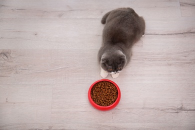 Photo of Adorable cat near bowl of food indoors, top view. Pet care