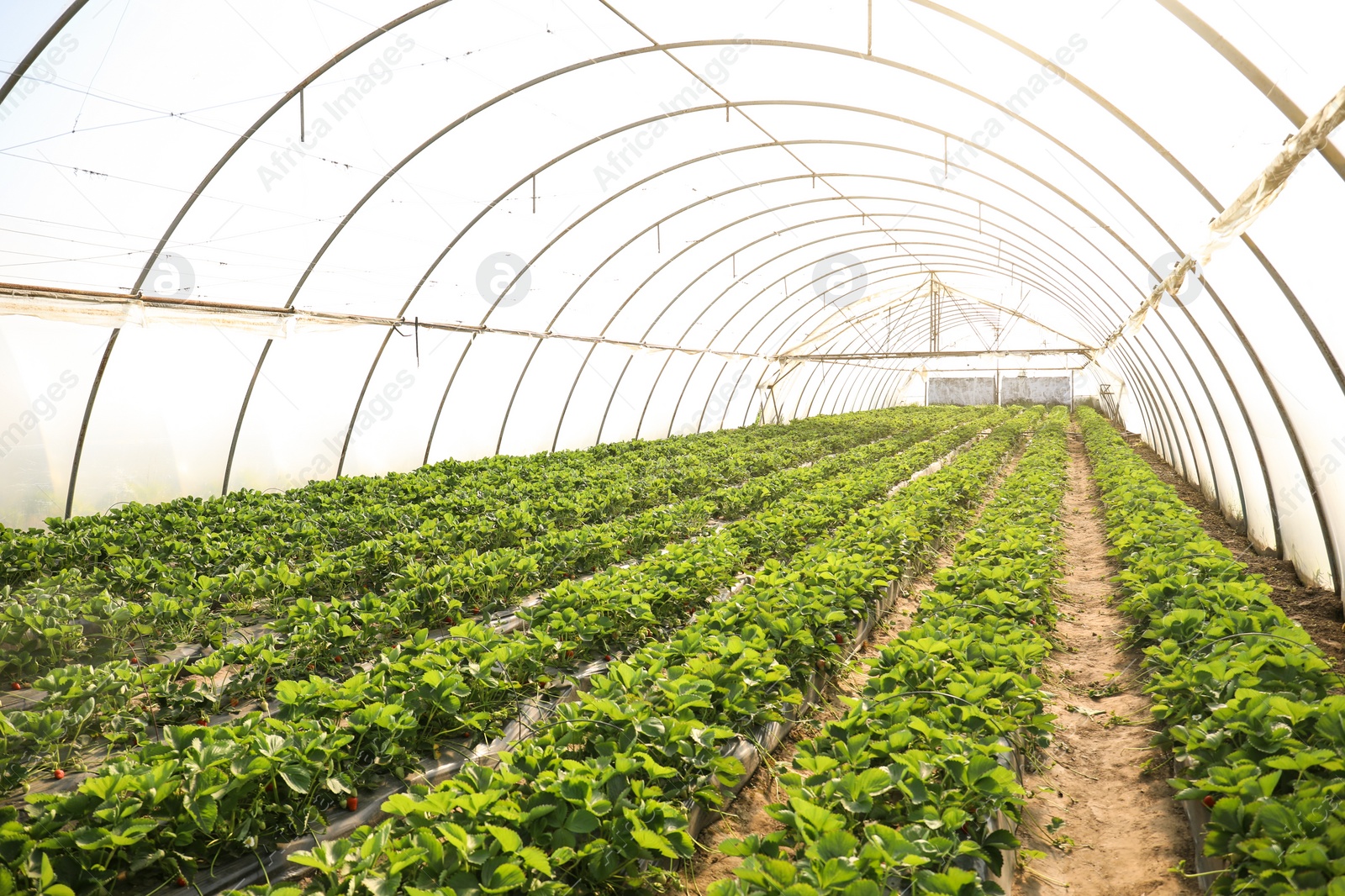 Photo of Rows of strawberry seedlings growing in greenhouse