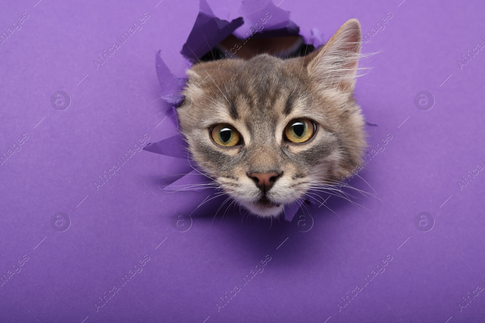 Photo of Cute cat looking through hole in purple paper