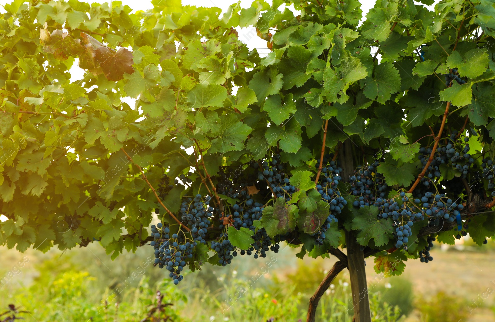 Photo of Delicious ripe grapes in vineyard. Harvest season