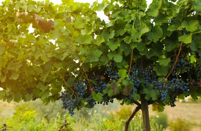 Photo of Delicious ripe grapes in vineyard. Harvest season