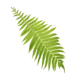 Photo of Beautiful tropical fern leaf on white background