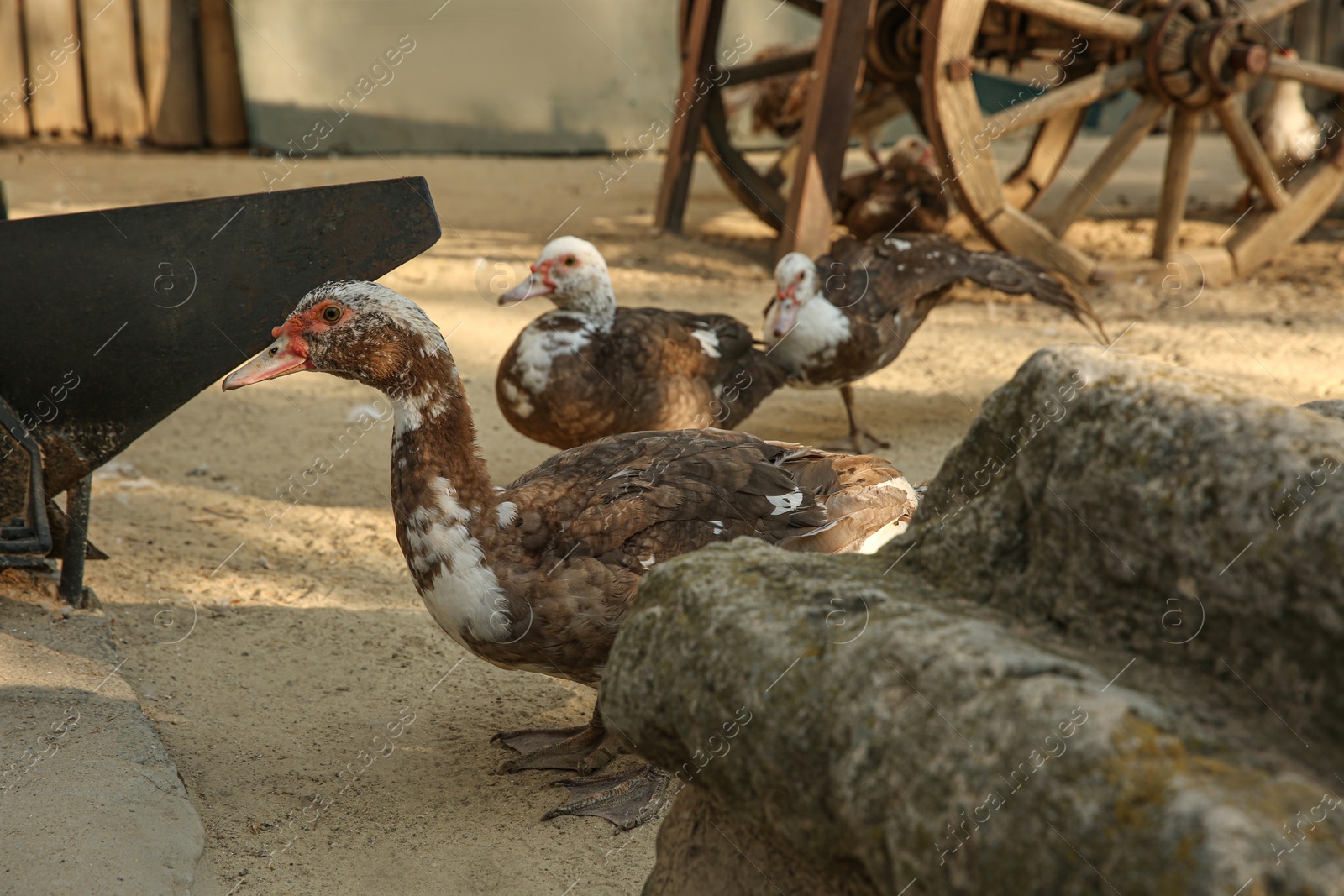 Photo of Beautiful domestic ducks in yard. Farm animal