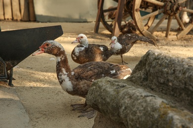 Photo of Beautiful domestic ducks in yard. Farm animal