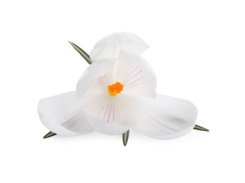 Photo of Beautiful fresh crocus flower isolated on white