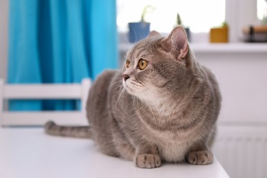 Photo of Cute Scottish straight cat on white table indoors