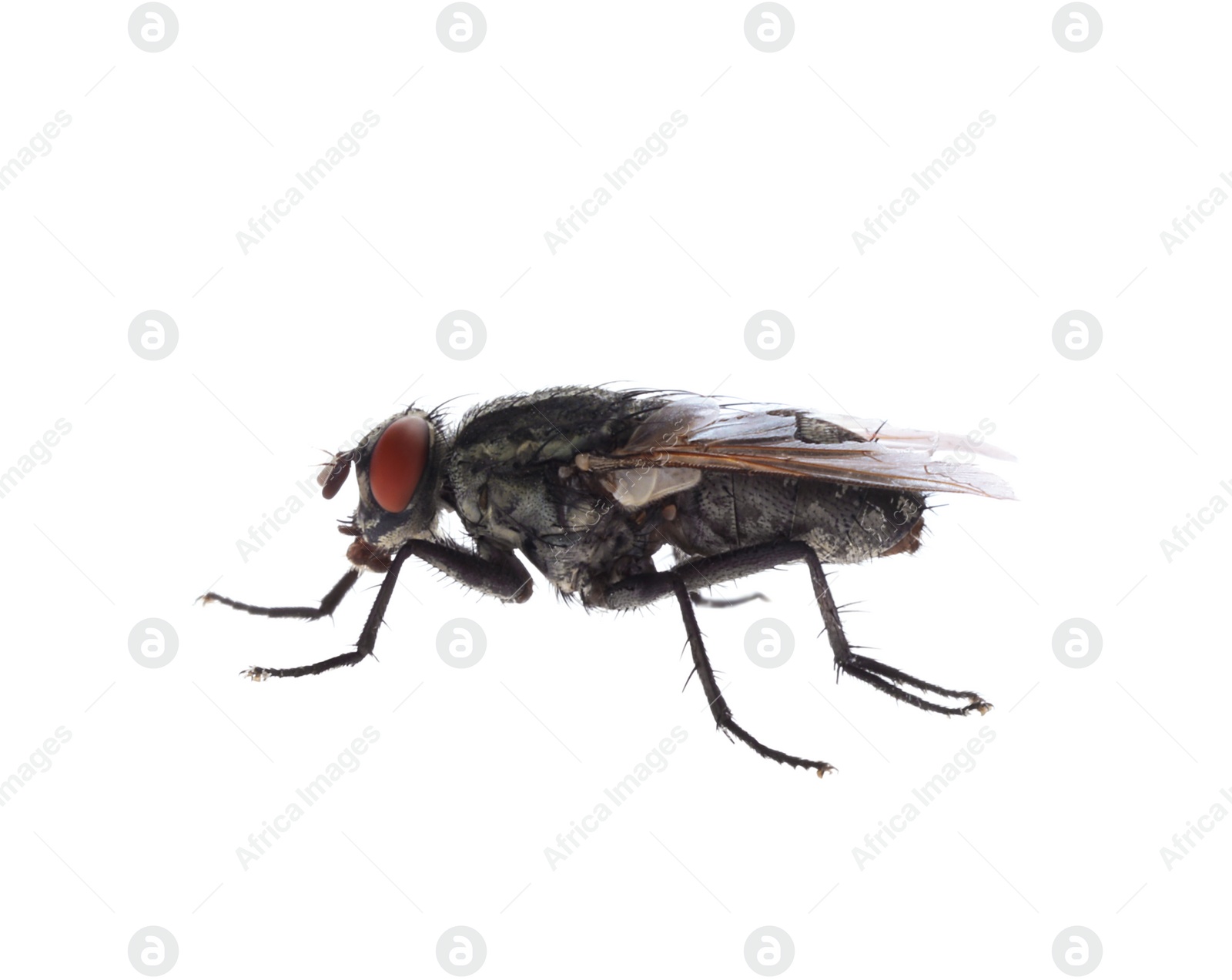 Photo of One common black fly on white background