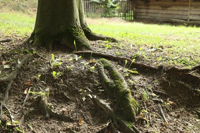 Tree roots visible through ground in forest