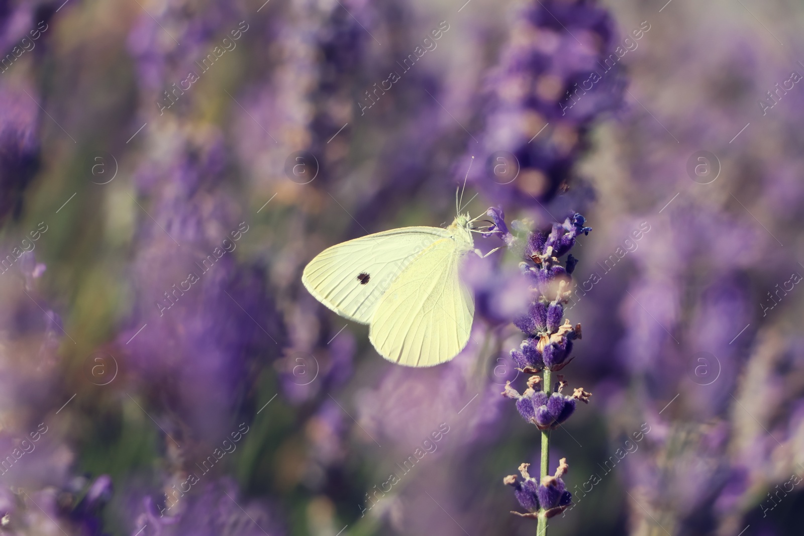 Photo of Beautiful butterfly in lavender field on summer day, closeup