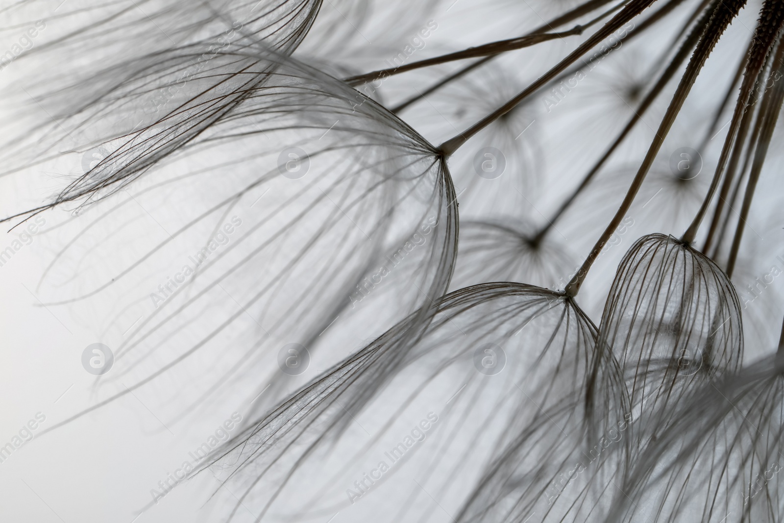 Photo of Beautiful fluffy dandelion flower on light background, closeup